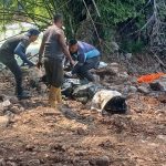 Sekian Lama Meresahkan Warga, Akhirnya Buaya Ganas Dievakuasi BKSDA