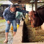 Ananda Tohpati Serap Aspirasi dan Dorong Program Kemitraan Peternak Sapi di Bogor