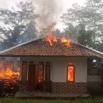 Si Jago Merah Mengamuk Habiskan Dua Rumah di Campaka
