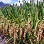 Cianjur Dipilih Pusat untuk Program Swasembada Pangan melalui Padi Gogo