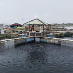 Pernyataan Menteri KKP buat Petani KJA Meradang, Harga Anjlok Petani Ikan Merugi