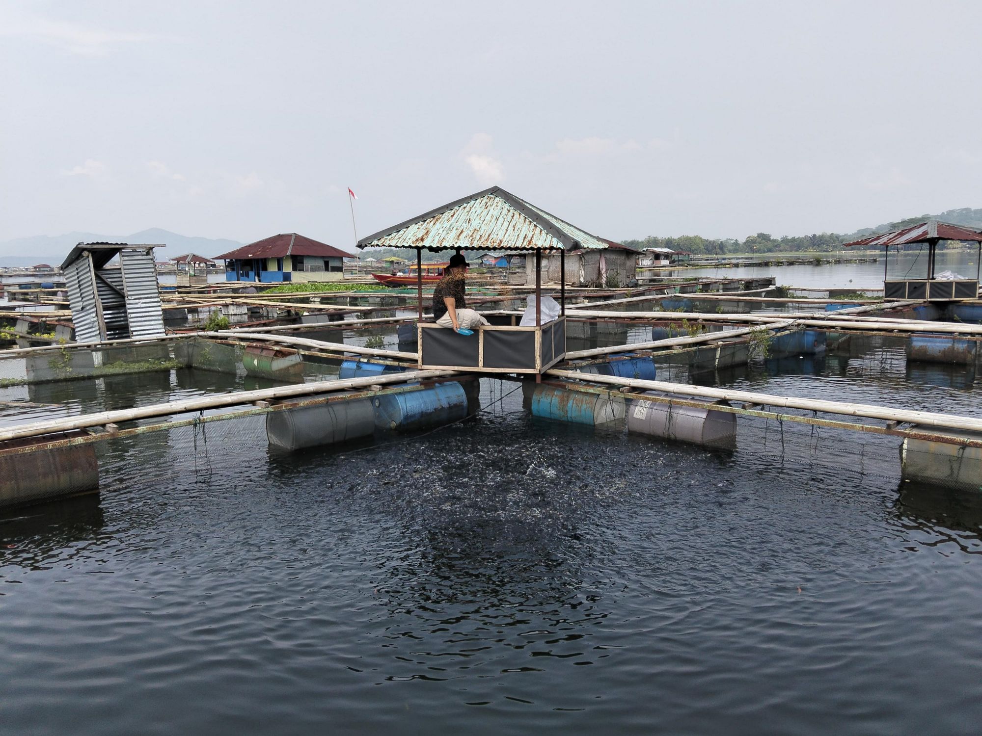 Pernyataan Menteri KKP buat Petani KJA Meradang, Harga Anjlok Petani Ikan Merugi