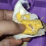 Viral Telur Goreng MBG di Ciranjang Berbelatung, Ko Bisa?
