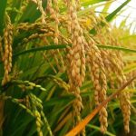 Strategi Penggunaan Benih Unggul dan Bersertifikat melalui Sertifikasi Benih Padi Lokal di Kabupaten Cianjur