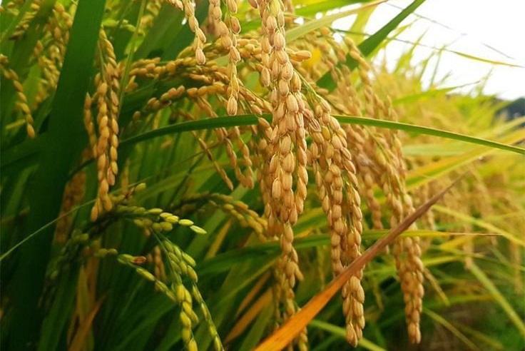 Strategi Penggunaan Benih Unggul dan Bersertifikat melalui Sertifikasi Benih Padi Lokal di Kabupaten Cianjur