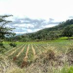 Bank Tanah Garap Reforma Agraria di Cianjur, 203 Hektare Lahan Negara Disiapkan untuk Pemberdayaan Warga