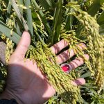 Produksi Padi dan Jagung Cianjur Naik Tajam, Pemerintah Siapkan Pola Intensifikasi di 2026