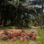 SE Gubernur Jabar Terbit, Sawit di Lahan HGU Cihea Jadi Sorotan