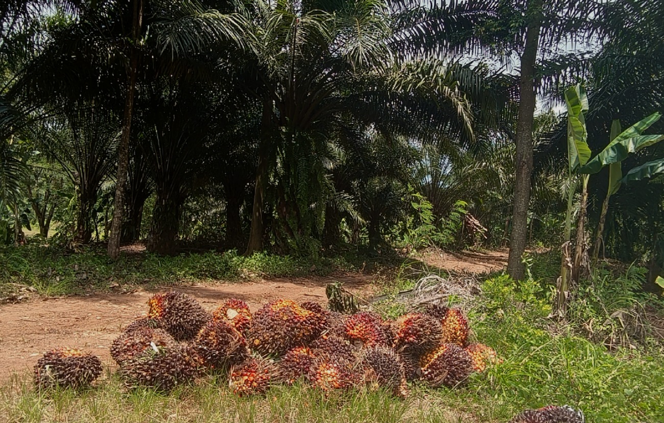 SE Gubernur Jabar Terbit, Sawit di Lahan HGU Cihea Jadi Sorotan