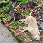 Kasus Serangan Anjing di Campaka, Siswi SD Jadi Korban