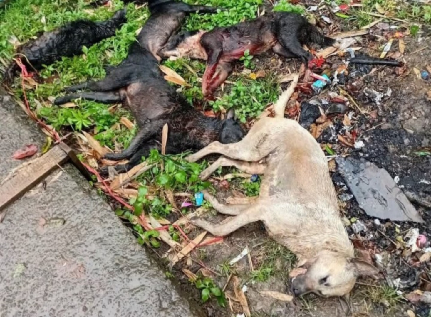 Kasus Serangan Anjing di Campaka, Siswi SD Jadi Korban