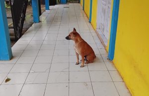 Anjing Liar Berkeliaran di SMK Binkara Cianjur, Sekolah Resah dan Khawatir Ancaman Rabies