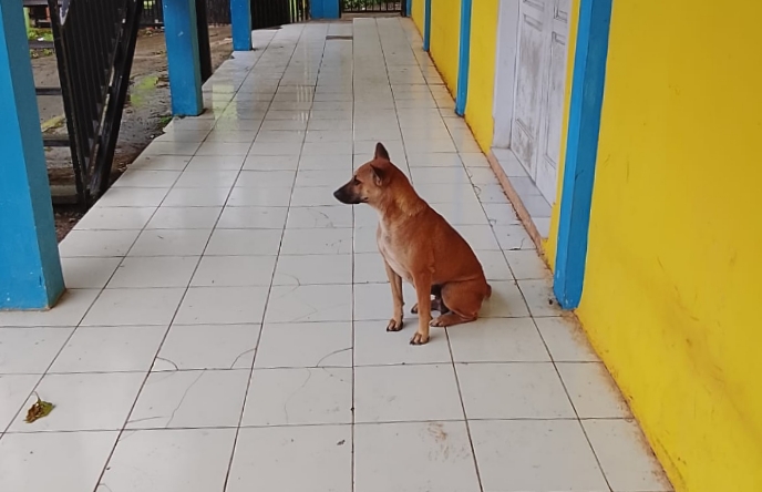 Anjing Liar Berkeliaran di SMK Binkara Cianjur, Sekolah Resah dan Khawatir Ancaman Rabies