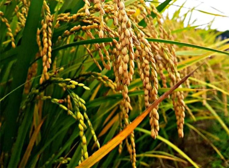 Jaga Keaslian Pandanwangi, Pemkab Cianjur Segera Sahkan Perbup