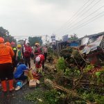 Pohon Raksasa Tumbang di Cugenang Cianjur, Pria Tewas Tertimpa Saat Berteduh