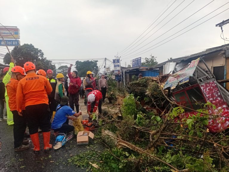 Pohon Raksasa Tumbang di Cugenang Cianjur, Pria Tewas Tertimpa Saat Berteduh