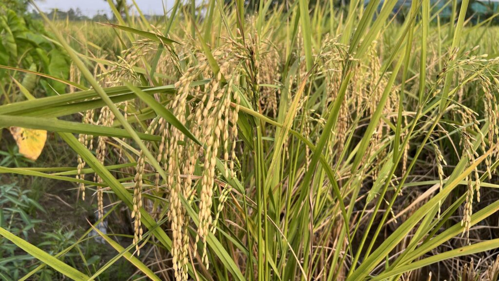 Pandanwangi di Ujung Senja: Ketika Warisan Cianjur Terancam Punah di Era Modern