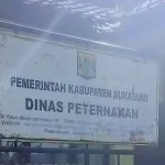 BPK Temukan 91 Sapi Senilai Rp994 Juta Masih Tercatat, Disnak Sukabumi Koordinasikan ke Inspektorat