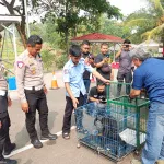 Lutung Jawa Korban Tabrakan di Ciranjang Diserahkan Polres Cianjur ke BKSDA