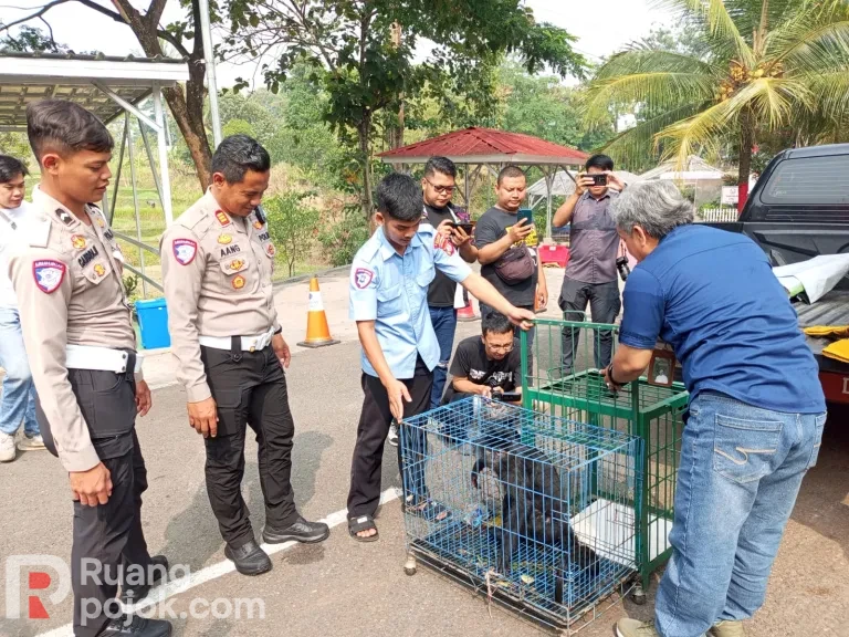 Lutung Jawa Korban Tabrakan di Ciranjang Diserahkan Polres Cianjur ke BKSDA
