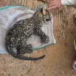 Anak Macan Tutul Jawa Ditemukan Sekarat di Cibinong, Warga Sempat Beri Pertolongan