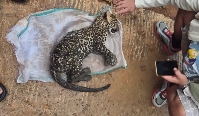 Anak Macan Tutul Jawa Ditemukan Sekarat di Cibinong, Warga Sempat Beri Pertolongan