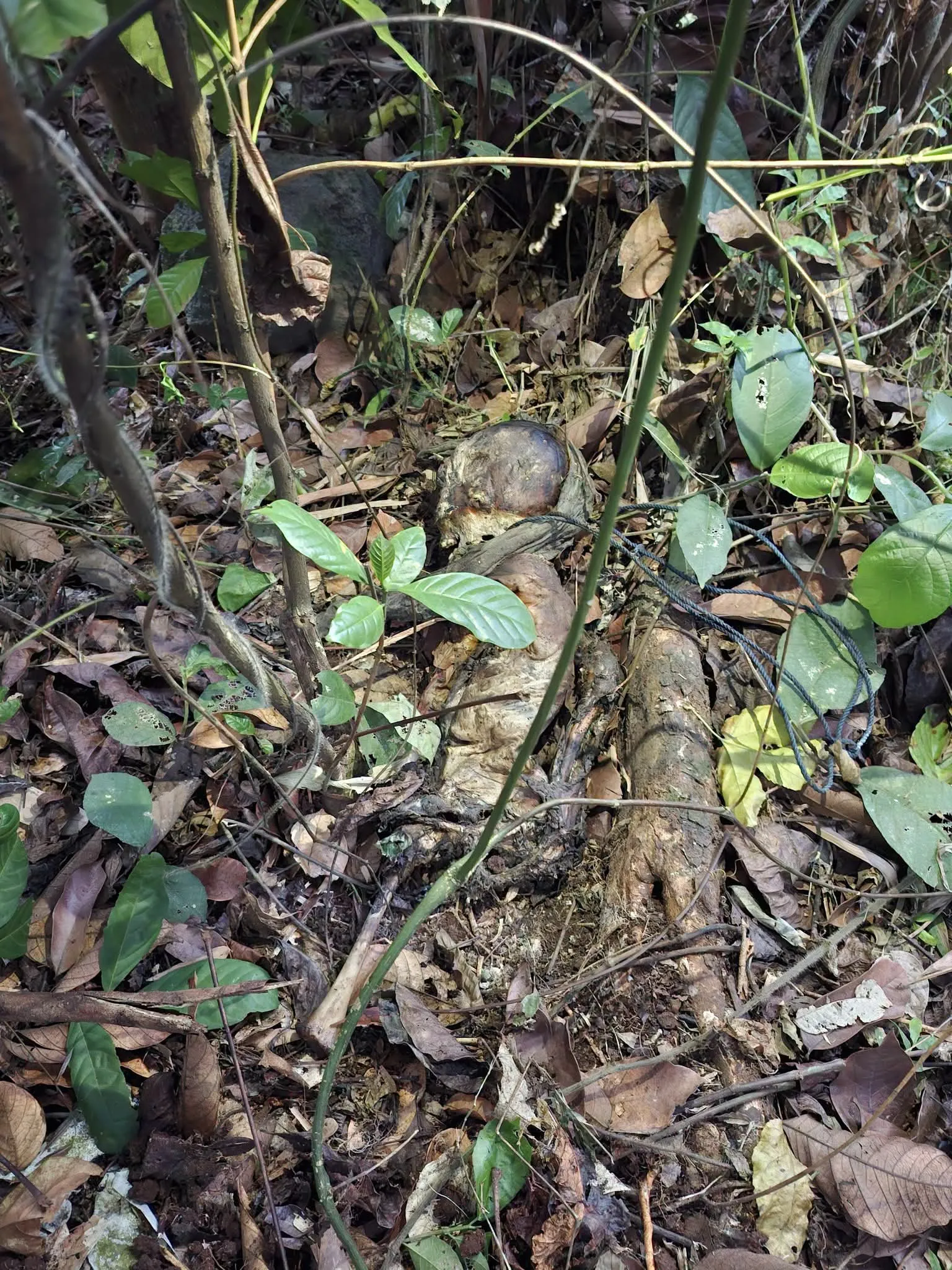 Dicium Bau Tak Sedap, Warga Cibeber Cianjur Dikejutkan Penemuan Kerangka Manusia