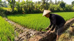 Gagal Panen akibat Cuaca Ekstrem, Petani Cianjur Bisa Klaim Asuransi Rp6 Juta