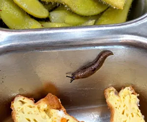 Heboh! Siput Gaib Nyasar ke Ompreng MBG SDN Selajambe 3, SPPG Hegarmanah 2 Buka Suara